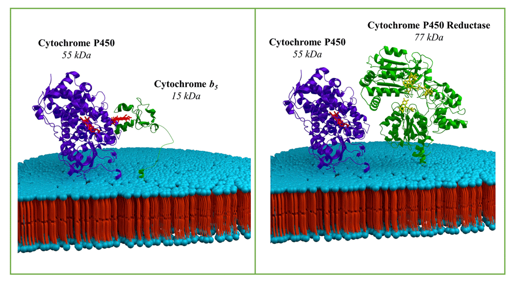 Enzyme Engineered through Artificial Evolution to Break Silicon-Carbon Bonds