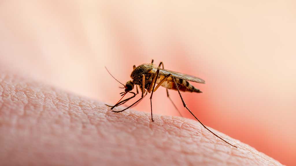 Svelare il Mistero: Gene Zeb2 come Attore Chiave nella Difesa Immunitaria Contro la Malaria