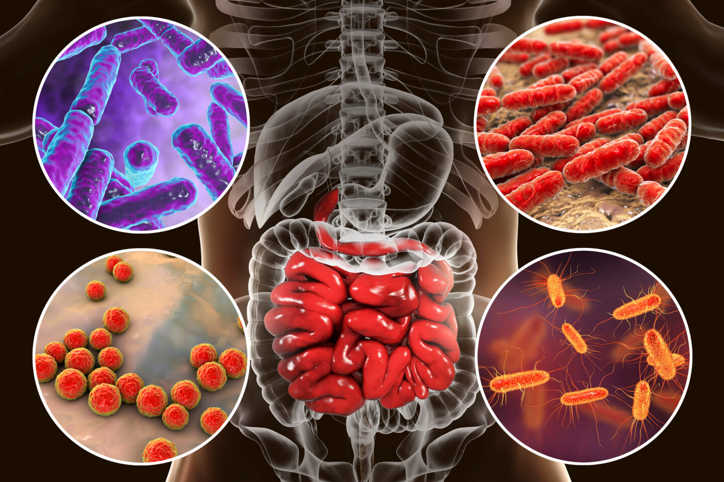 Decifrare l’Asse Intestino-Polmone: Come il Microbiota Intestinale Modella la Battaglia Contro i Virus Respiratori