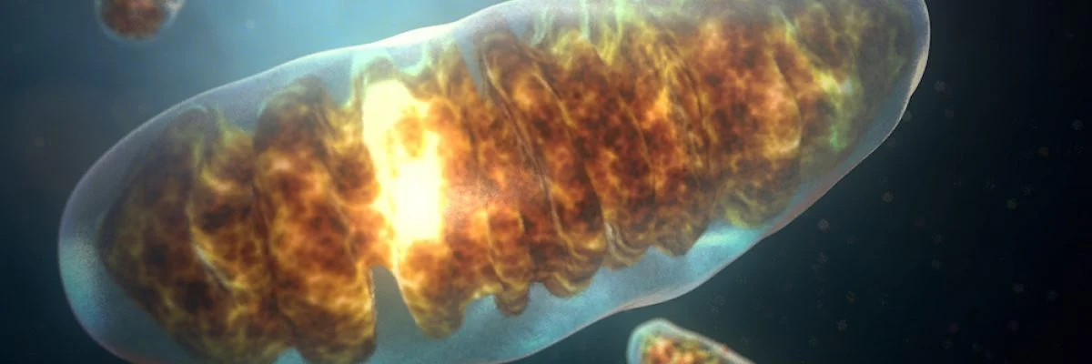 Nuovo Studio Offre Speranza per il Trattamento dell’Obesità e del Diabete usando i Mitocondri come target