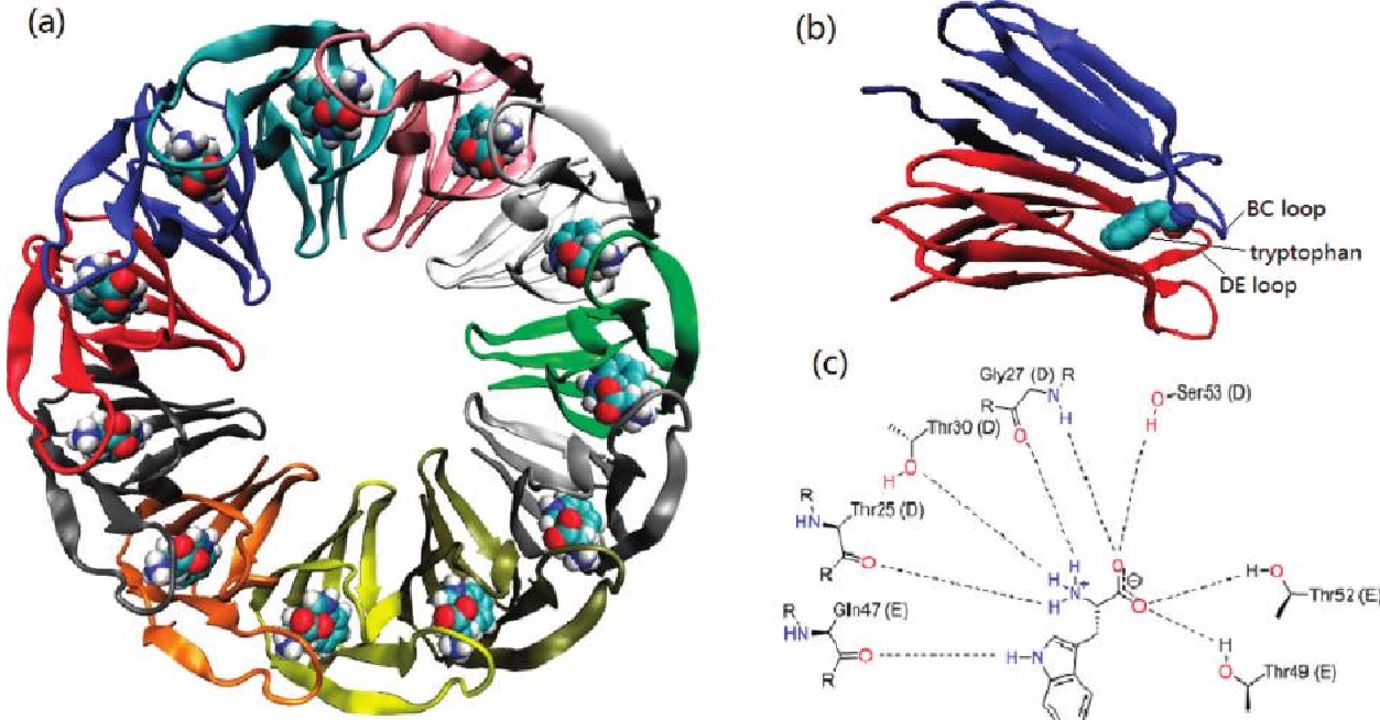 Programmable Protein Cages Revolutionize Targeted Drug Delivery