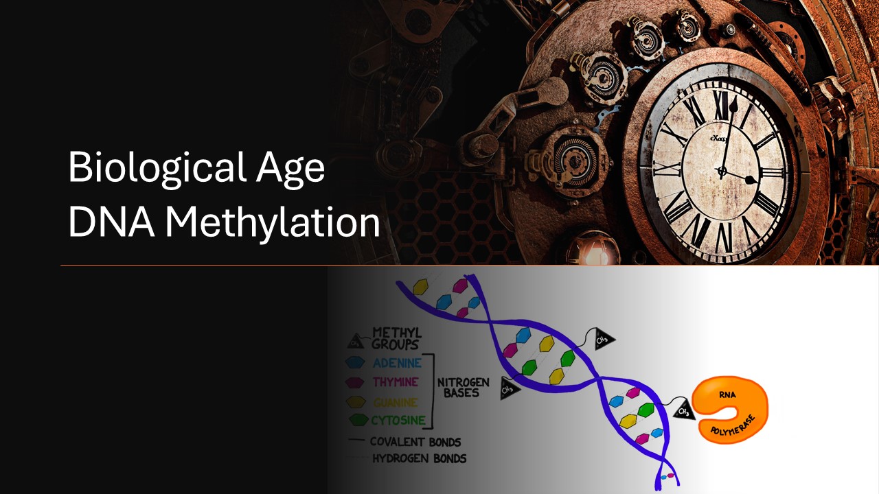 Decoding Aging: The Breakthrough of Cell-Type Specific Epigenetic Clocks