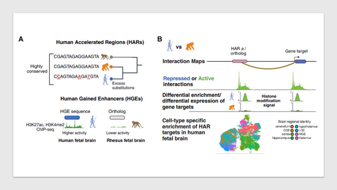 Decoding Human Evolution: The Role of Human Accelerated Regions in ...